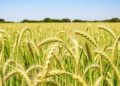 Two-Stage Anaerobic Digestion Yields a Distinct Biofertilizer That Boosts Wheat Yields in Field Trial