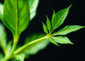 Viral tug-of-war: palmitoylation switch governs geminivirus infection in plants
