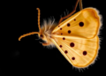 Wax Moth Larvae Yield First Genome-Wide Map of Transcription Start Sites During Fungal Infection