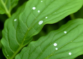 Weed-Derived Silver Nanoparticles Show Potent Control of Cucurbit Leaf Spot Disease