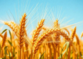 Wheat’s LIFEGUARD Gene TaLFG32 Emerges as a Hidden Ally of Stripe Rust