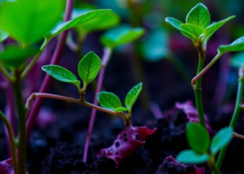 When Mitochondrial Calcium Goes Wrong, Plants Sound a Whole-Cell Alarm
