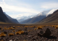 Which Plants Rule the Carbon Beneath Tibet’s Meadows? Microbes Hold the Answer