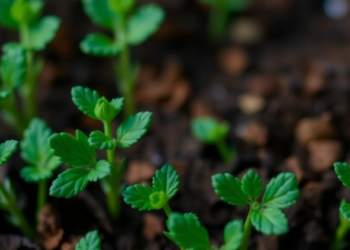 Why Biostimulants Fail in the Field and How Science Plans to Fix Them