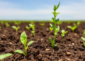 Wild Soybean Recruits Hidden Soil Microbes to Beat Saline-Alkali Stress
