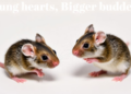 Young Hearts, Bigger Burden: Mice Defy Expectations After Heart Attack