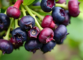 Zapping Roots and Adding Bacteria Boosts Blueberry Size and Color in Field Trial