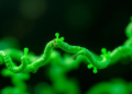 Green Solvent and Supercomputer Simulations Unlock a Stubborn Tea Enzyme