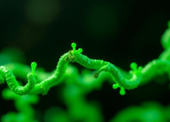Green Solvent and Supercomputer Simulations Unlock a Stubborn Tea Enzyme
