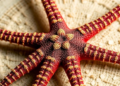 Mitochondrial Genomes Resolve Brittle Star Family Tree and Reveal Deep-Sea Evolutionary Secrets