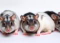 Aspartame Linked to Memory Loss, Anxiety, and Insulin Resistance in Rats