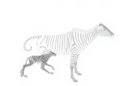 Species 2000 Closes After 28 Years, Handing Earth's Species List to New Foundation