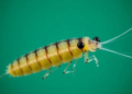 Iraq's Copepods Revealed: 51 Species and One Surprising Invader