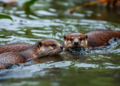 Otters Turn Insect Hunters in Chiapas River Where Fish Run Scarce