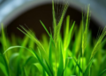 Cold Plasma Blast Supercharges Barley Seedlings, New Study Reveals