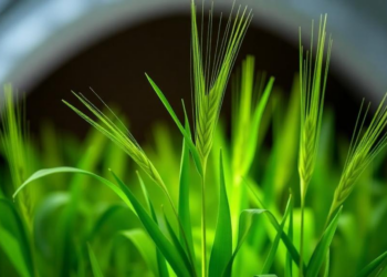 Cold Plasma Blast Supercharges Barley Seedlings, New Study Reveals