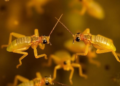 Two new pygmy mole cricket relatives from 99-million-year-old amber reveal evolution caught in the act