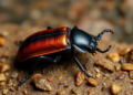 Humidity emerges as the decisive factor for cave beetle survival under climate change