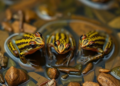 Three Spiny Frog Tadpoles Sharing One Stream Identified by DNA in Wuyishan