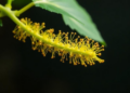 Giant Mitochondrial Genomes of Konjac Plants Revealed in Full for the First Time