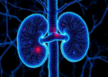 Potential role of CTHRC1 in renal fibrosis