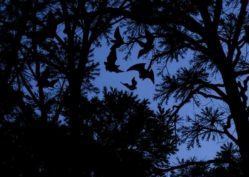 Bats in Chile's endangered forest peak twice a season, revealing hidden survey windows