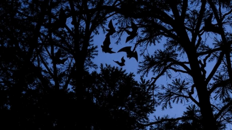 Bats in Chile's endangered forest peak twice a season, revealing hidden survey windows