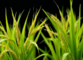 Rice stress gene switch fails at the protein level, revealing a chloroplast engineering bottleneck