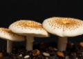 Lingzhi Mushroom's Jumping Mitochondrial Genomes Expose a Mislabeling Crisis