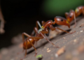 Eleven New Ant Species Discovered in China's Hidden Forest Floors