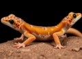 Dwarf geckos of Saudi Arabia: DNA barcoding reveals a wider range for Tropiocolotes yomtovi and a cryptic third lineage
