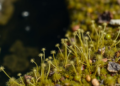 Extinct stonewort re-discovered in Slovakia after 45 years
