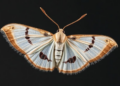 Parasitic Moths Evicted From Their Own Superfamily After DNA Study