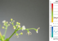 AREB/ABF-mediated transcriptional regulatory network for salt stress response in Dendrobium officinale