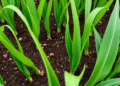 Soil bacterium's genome reveals how it unlocks phosphorus to boost maize growth