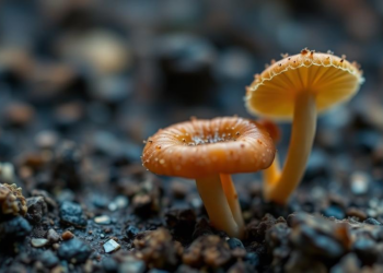 Fungal lipid enzymes reveal an ancient story of life on land