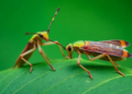 Two new leafhopper species and a brand-new genus discovered in China