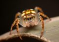 New Spider Species From Brazil Rewrites the Family Tree of Running Crab Spiders