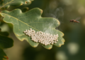 Exposed oak silkworm eggs fight back with a repellent chemical scent