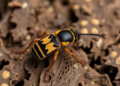 New weevil species discovered in Portugal's vanishing ancient oak forests