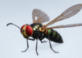 Ambush Predator Fly Turns Up in Korea for the First Time, Rewriting Its Map