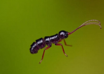Purple Springtail From Brazilian Cerrado Doubles the Continent's Collophora Record and Exposes Gaps in Springtail Classification