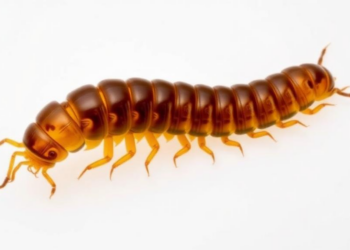 Cretaceous Amber Reveals First Fossil of the Sucking Millipede Family Siphonorhinidae
