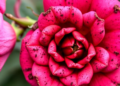 Hidden Rust Fungi on Roses: Two New Species Uncovered in China