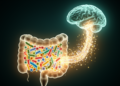 Gut Microbes May Whisper to Migraine Brains Through Their Chemistry