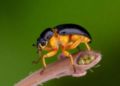 Hidden Split in a Caucasus Rove Beetle Reveals Micro-Endemism and a Widespread Wolbachia Infection