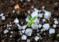 Tiny Soil Allies Could Shield Crops From Drought, Salt and Disease