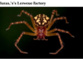 Honduras's Poorly Known Whip Spiders: Seven Species, Many Open Questions