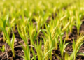 Chitosan–Selenium Spray Helps Wheat Seedlings Weather Salty Irrigation Water