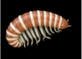 Hamburg's Annelid Type Collection Reveals 148 Species in Landmark Catalog